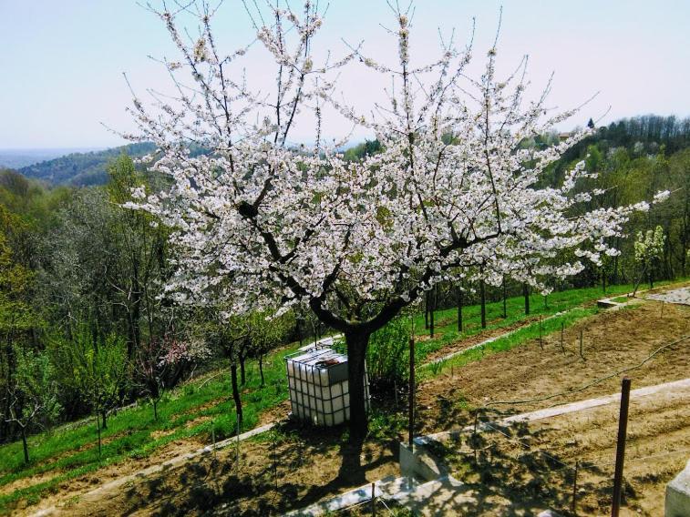 Il Pettirosso Otel Castellamonte Dış mekan fotoğraf