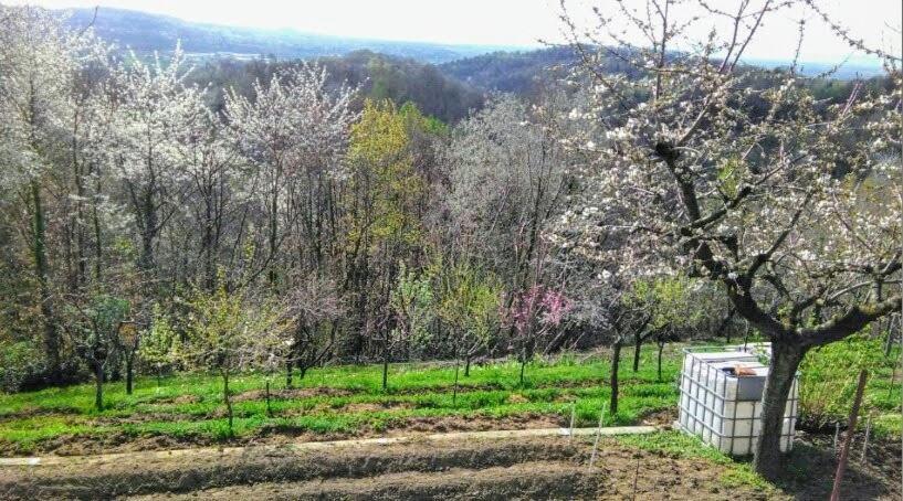 Il Pettirosso Otel Castellamonte Dış mekan fotoğraf
